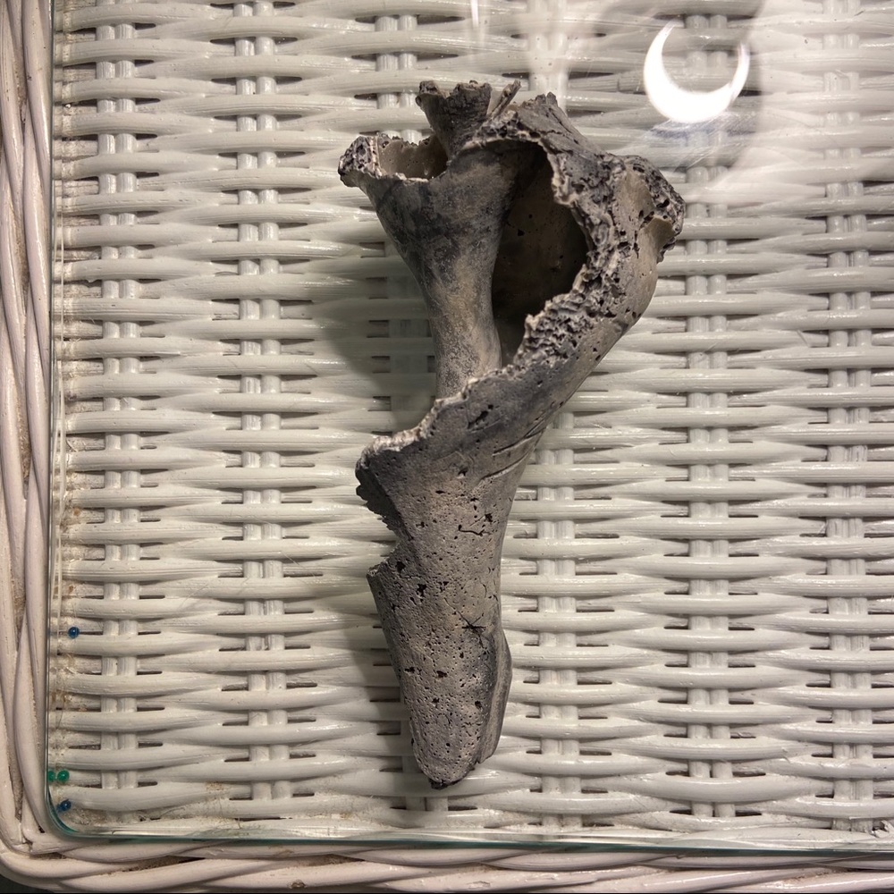 Real Conch Shell: Knick-knack decor